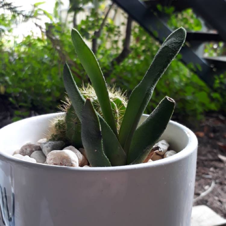 Plant image Gasteria pillansii var. pillansii (Mini)