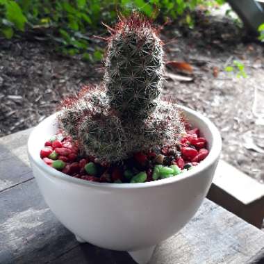 Lady Finger Cactus 'Copper King'