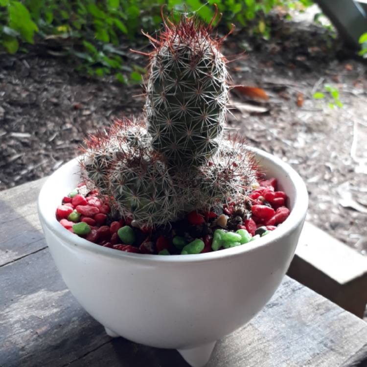 plant image 763474
