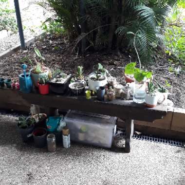 Rani's garden