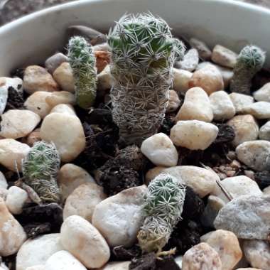 Thimble Cactus 'Gracilis'