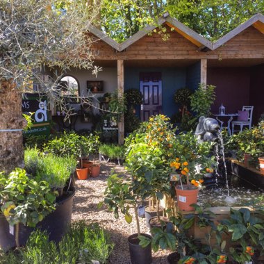 Ransoms's garden