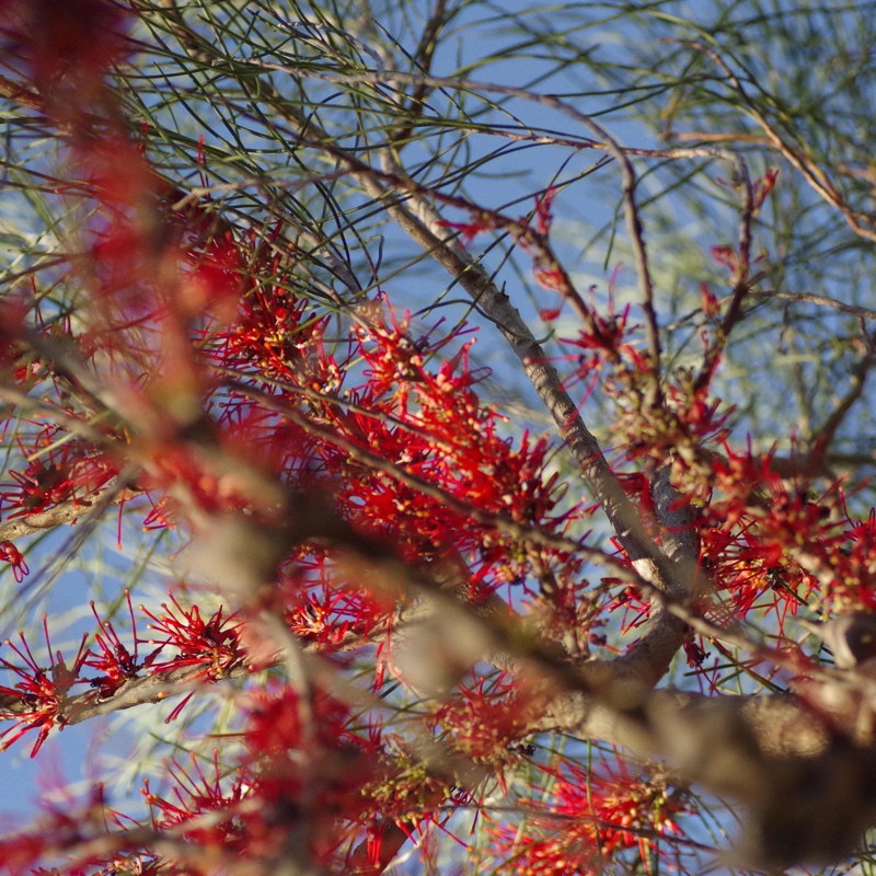 Hakea orthorrhyncha
