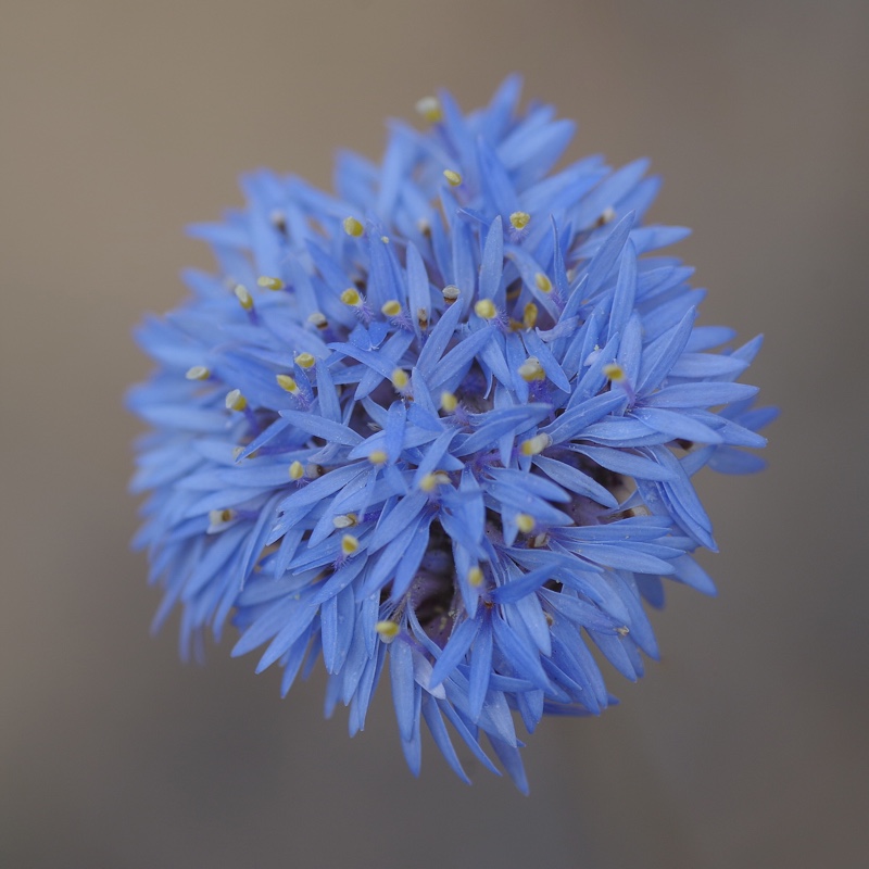 Brunonia Australis