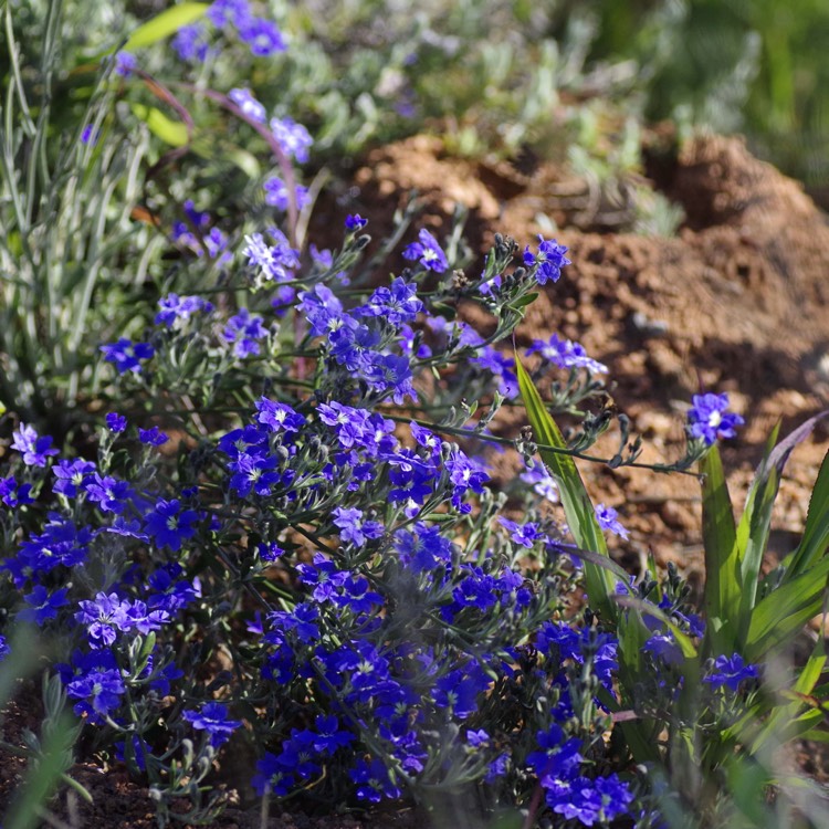Plant image Dampiera So.