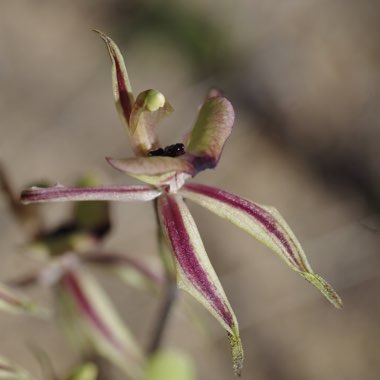 Ant Orchid