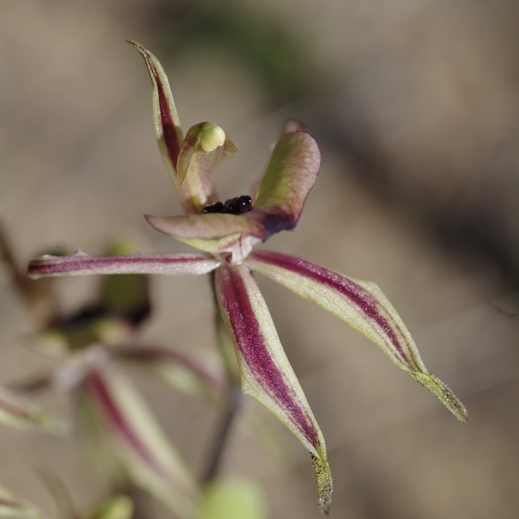 plant image 207668