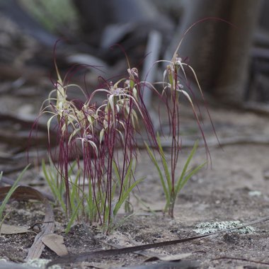 Wispy Spider Orchid