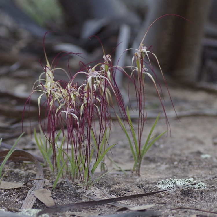 plant image 215163