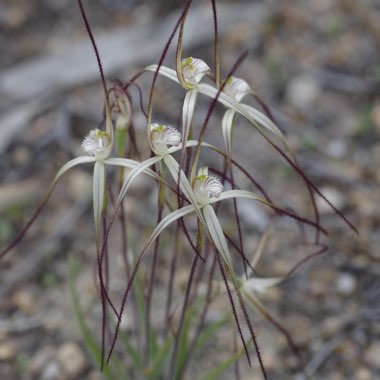 Wispy Spider Orchid