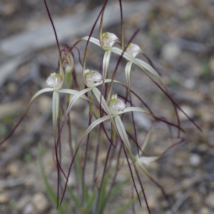 plant image 215169