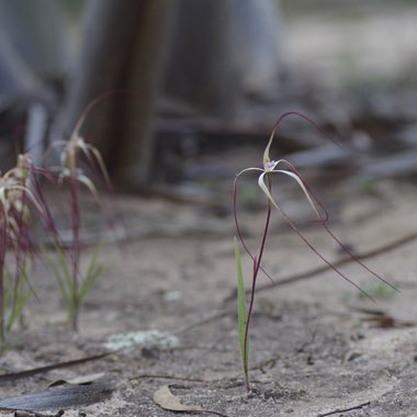 Wispy Spider Orchid