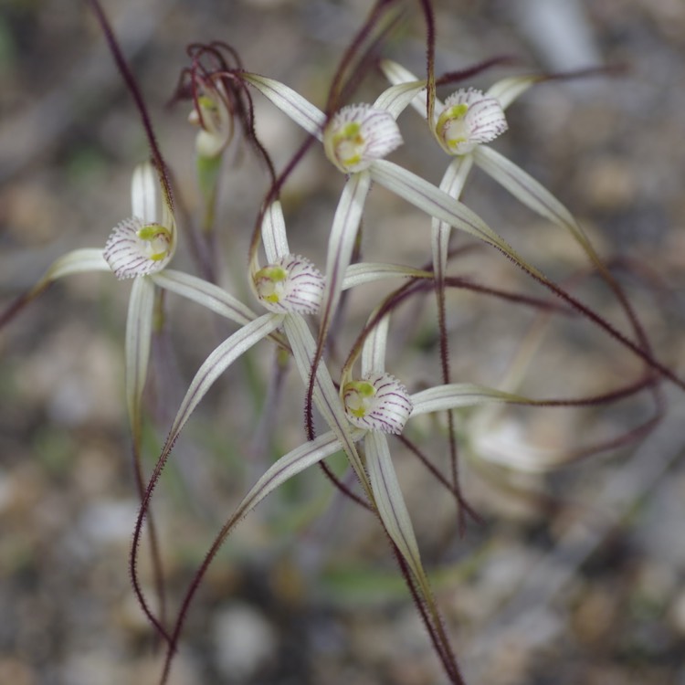 plant image 215172