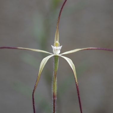 Wispy Spider Orchid