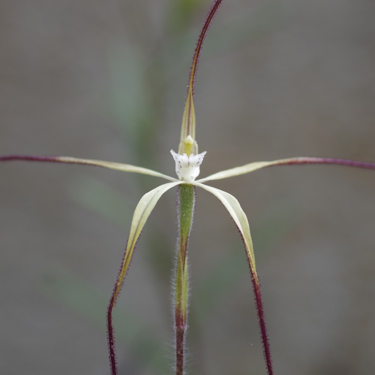 plant image 215173