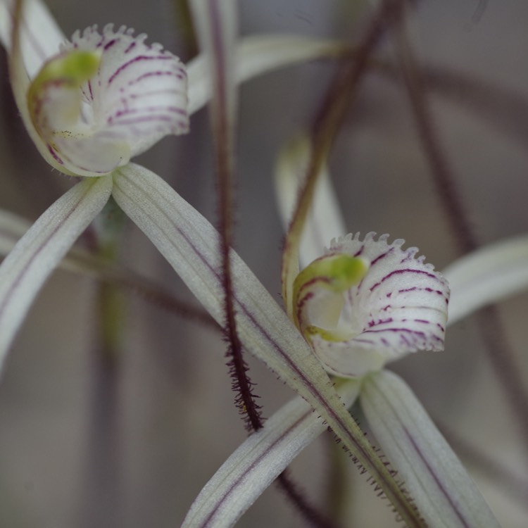 plant image 215175