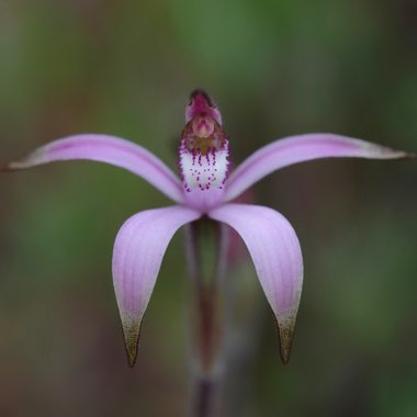 Pink Candy Orchid