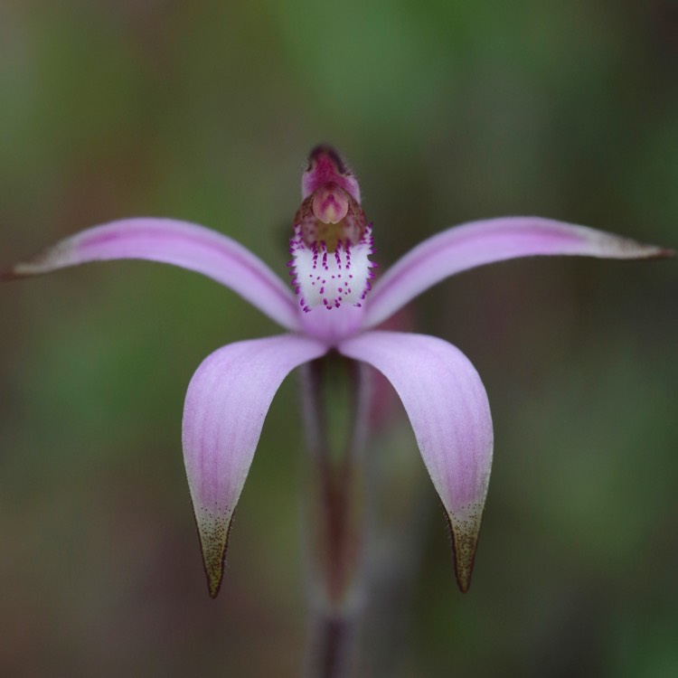 plant image 215185