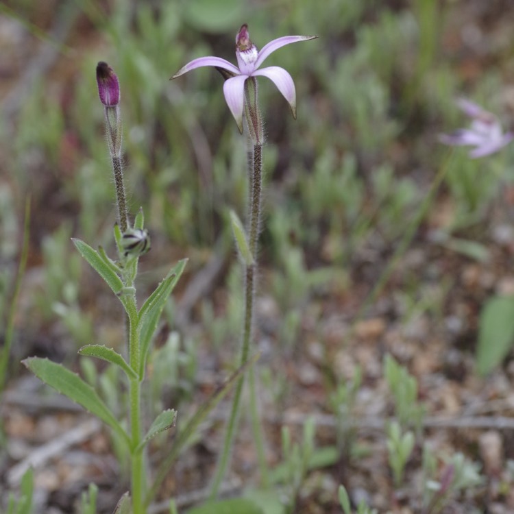 plant image 215187