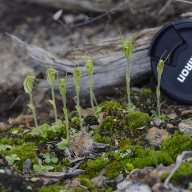 Hairy Stemmed Snail Orchid