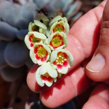 Pachyphytum 'Moonstones'