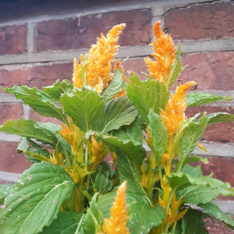 Plant image Celosia argentea var. cristata (Plumosa Group) 'New Look'