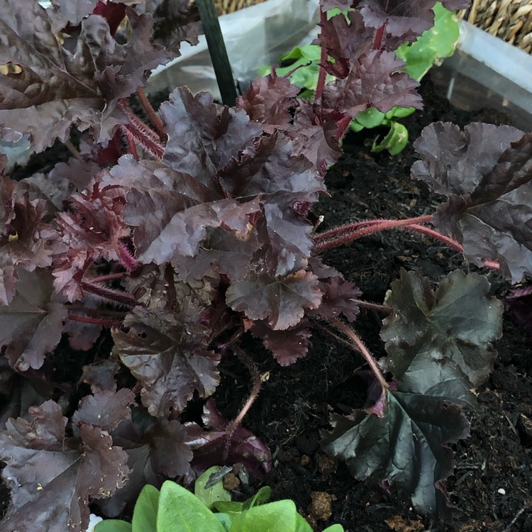 plant image 1005243