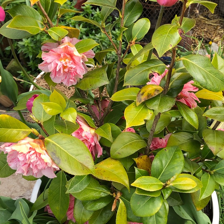 plant image 1014238 plant image 1014238