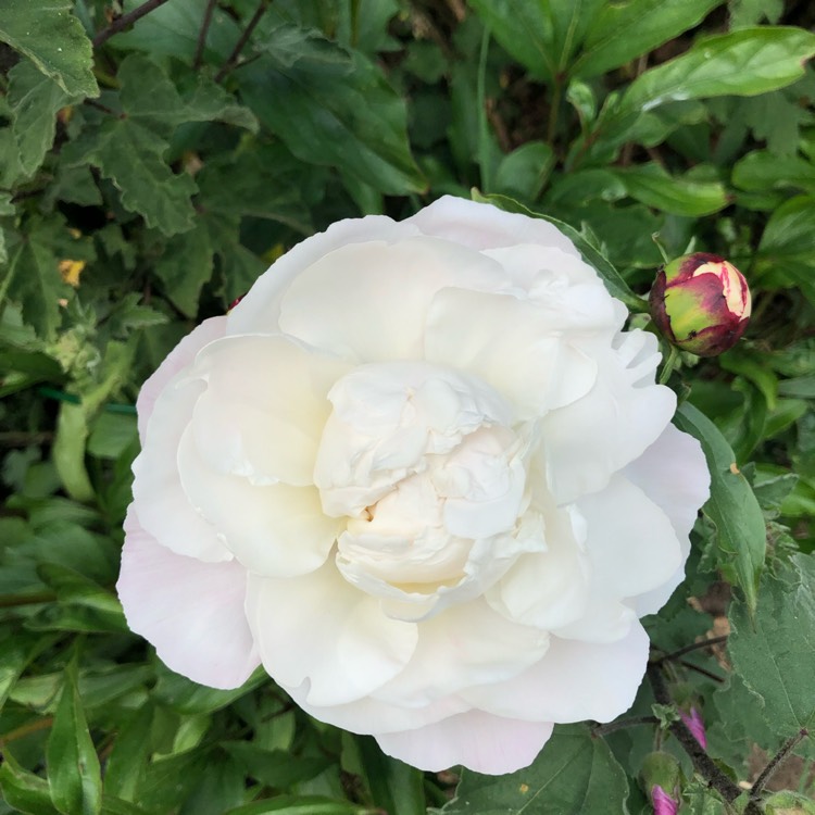 plant image 1067706