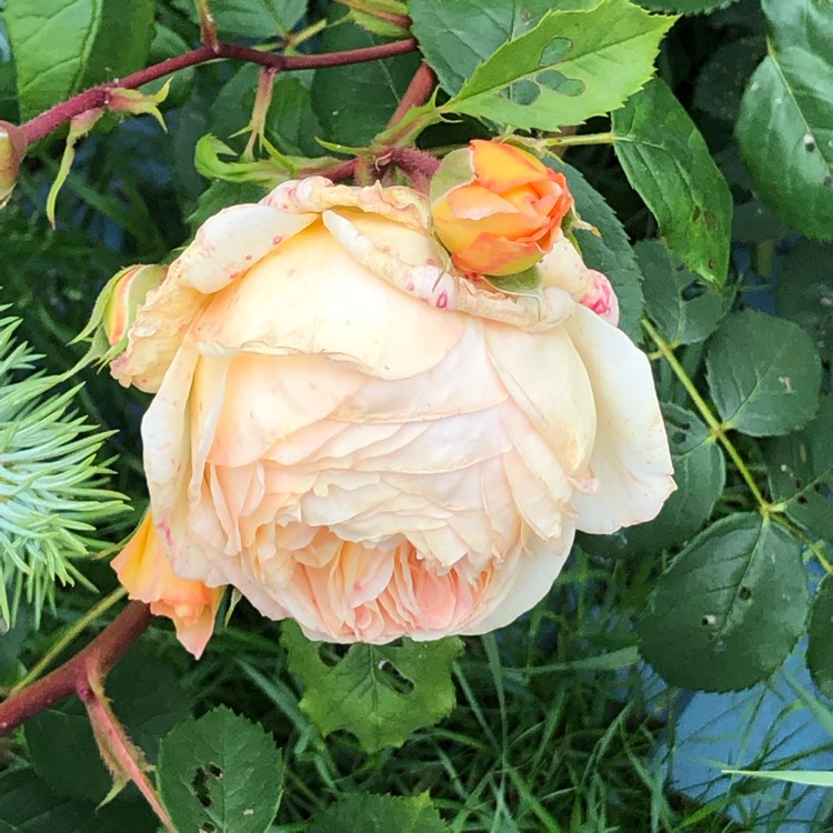 Plant image Rosa 'Bathsheba'