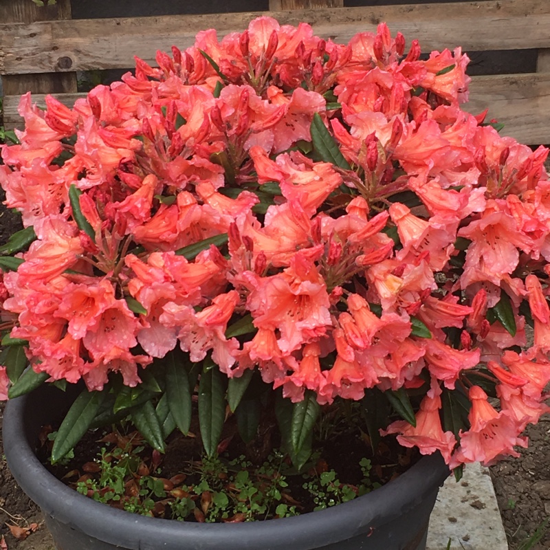plant image 113944