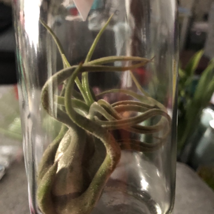 plant image 1202643