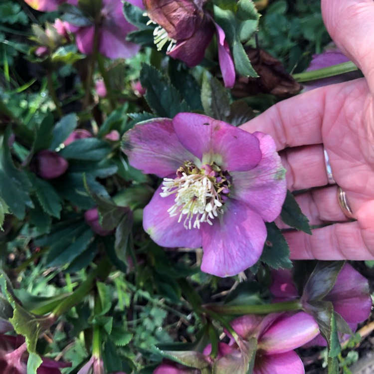plant image 1227998