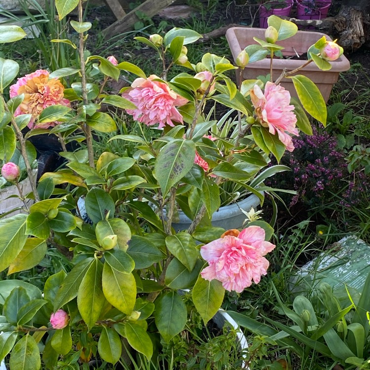 plant image 1252569 plant image 1252569
