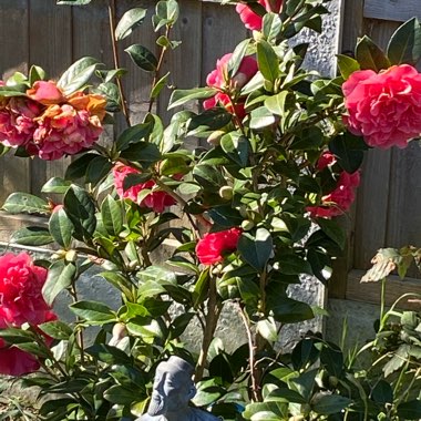 Camellia x williamsii 'Anticipation'