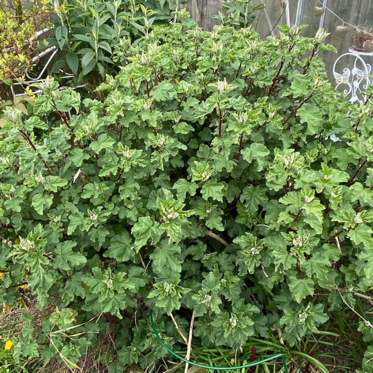 plant image 1257822 plant image 1257822