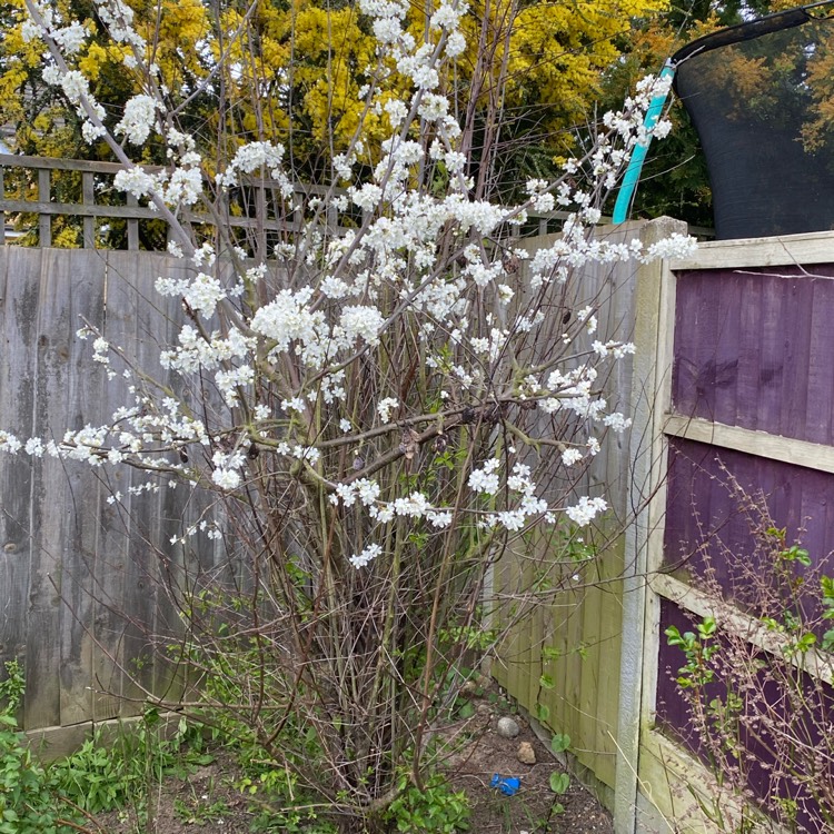 Plant image Prunus domestica 'Victoria'