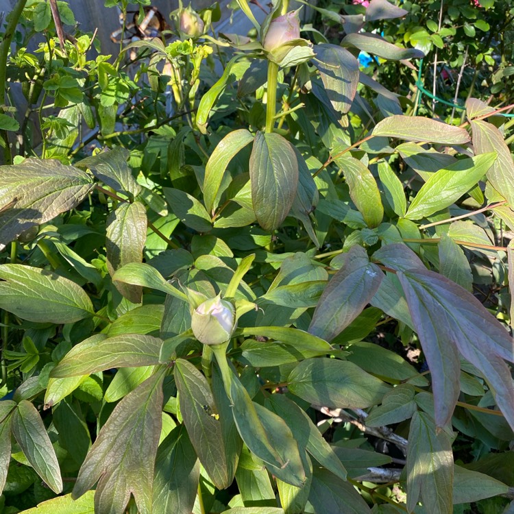 plant image 1260187 plant image 1260187