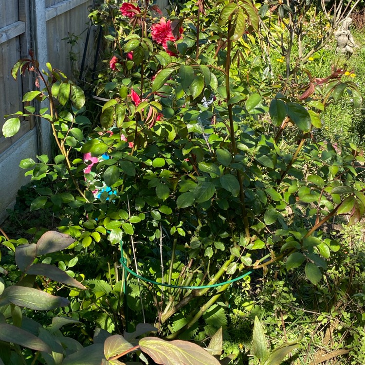 plant image 1260191