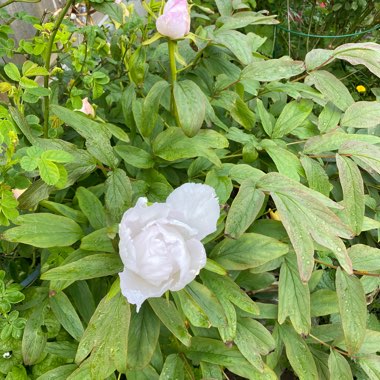 Paeonia rockii