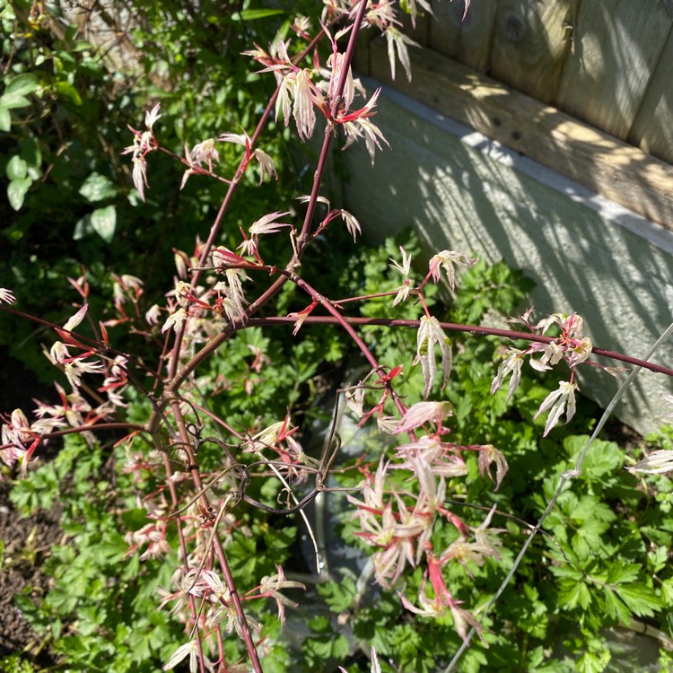 plant image 1273254 plant image 1273254