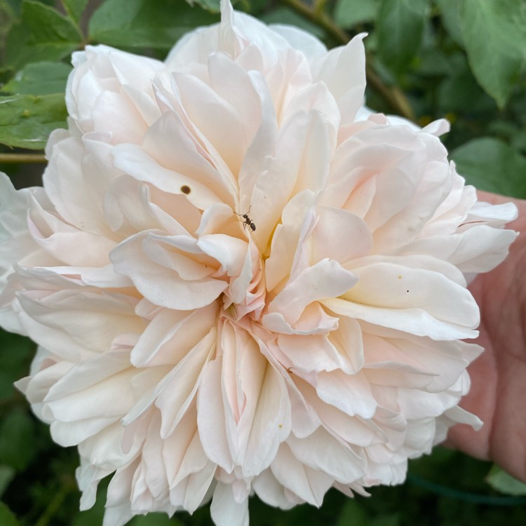 plant image 1309034