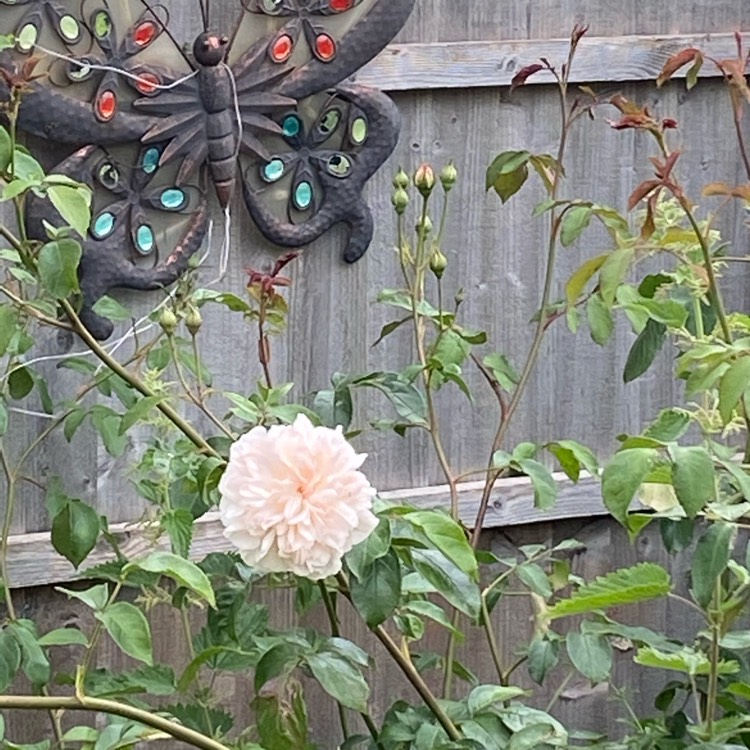 plant image 1309043