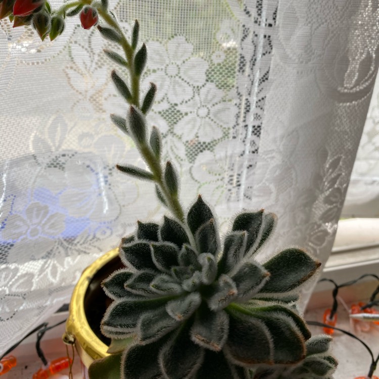 plant image 1361760 plant image 1361760