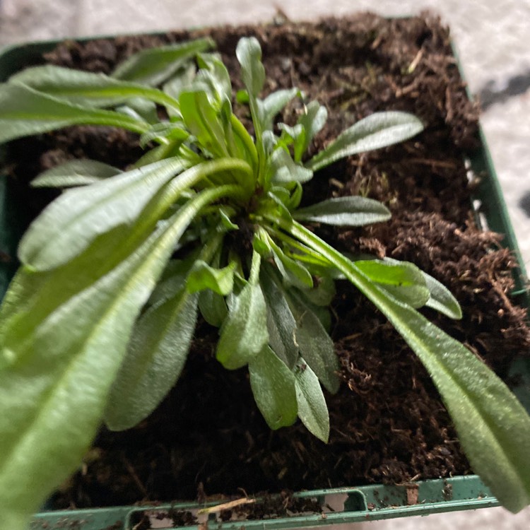 Plant image Erysimum 'Caribbean Island'
