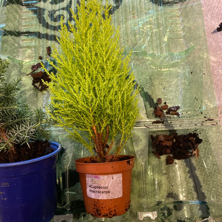 Plant image Cupressus macrocarpa 'Golden Pillar'
