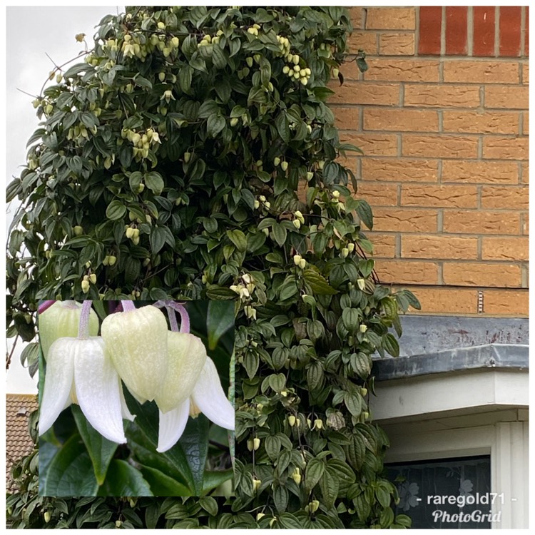 plant image 1432017 plant image 1432017