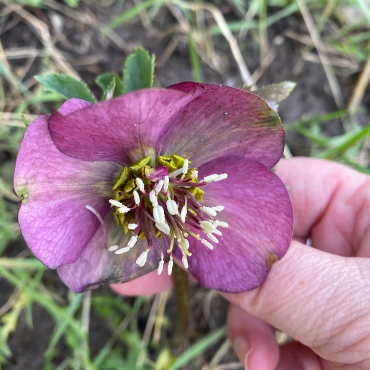 plant image 1442246