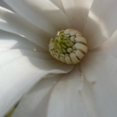 Magnolia stellata