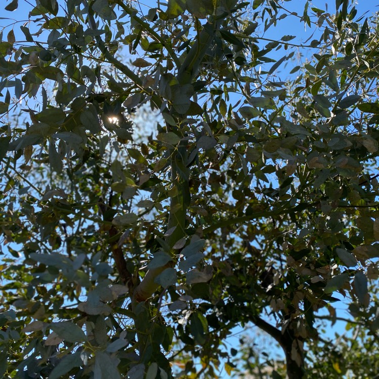 plant image 1465249